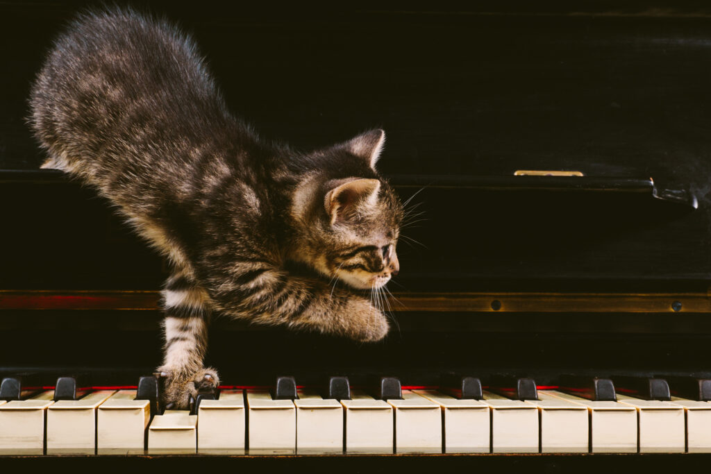Cute grey striped kitten on piano keys.