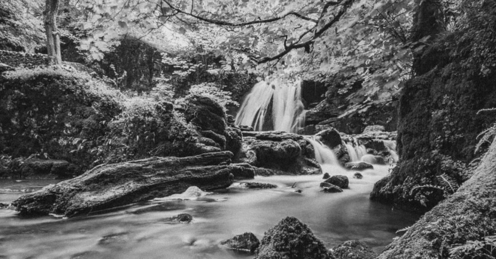 A black and white image of nature. A wooded area, a waterfall and stream.